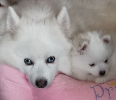 Pomsky Welpen - weiße Bärchen