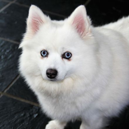 Pomsky Welpen - weiße Bärchen