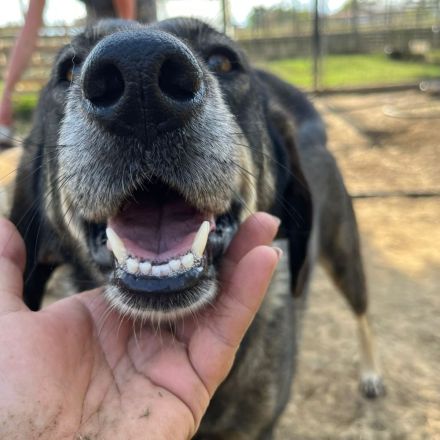 HÜNDIN NALA, kastriert, derzeit noch in Griechenland