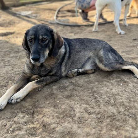 HÜNDIN NALA, kastriert, derzeit noch in Griechenland