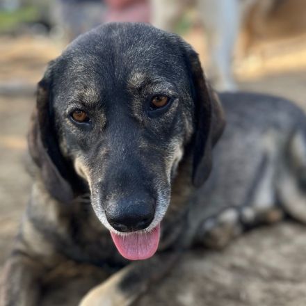 HÜNDIN NALA, kastriert, derzeit noch in Griechenland