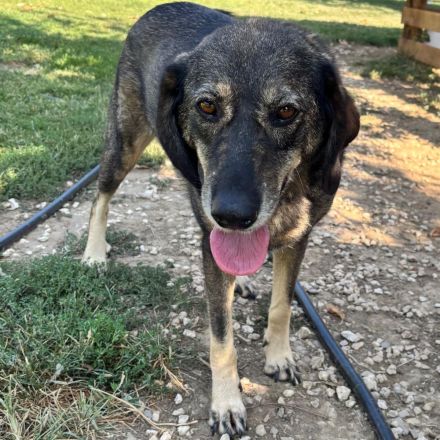 HÜNDIN NALA, kastriert, derzeit noch in Griechenland