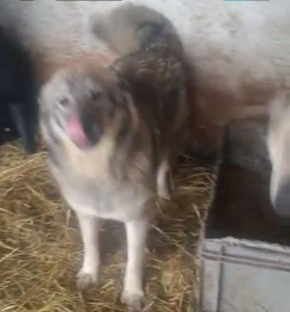 liebe,kastrierte Amica, 11 Monate, 25 kg, lebt im Zwinger ohne Auslauf in Rumänien; wir suchen ein H