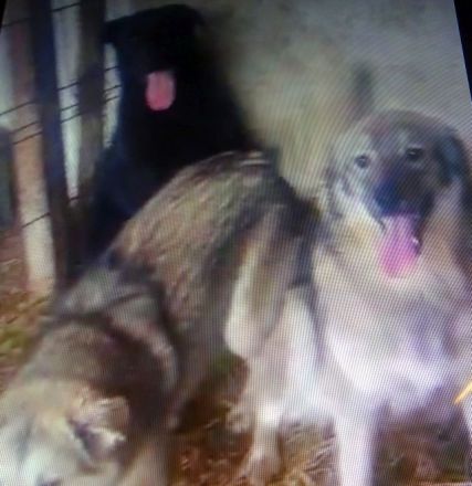 liebe,kastrierte Amica, 11 Monate, 25 kg, lebt im Zwinger ohne Auslauf in Rumänien; wir suchen ein H