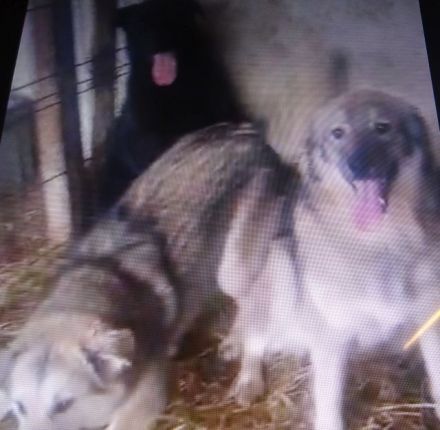 liebe,kastrierte Amica, 11 Monate, 25 kg, lebt im Zwinger ohne Auslauf in Rumänien; wir suchen ein H