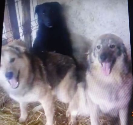 liebe,kastrierte Amica, 11 Monate, 25 kg, lebt im Zwinger ohne Auslauf in Rumänien; wir suchen ein H