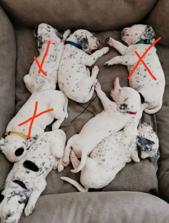 Dalmatiner -Beagel edelmix welpen