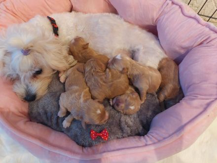 Maltipoo zum Verkäufen(Mini Malteser Mama/Pudel toy Papa)