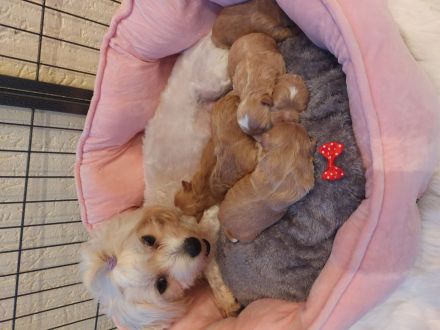 Maltipoo zum Verkäufen(Mini Malteser Mama/Pudel toy Papa)