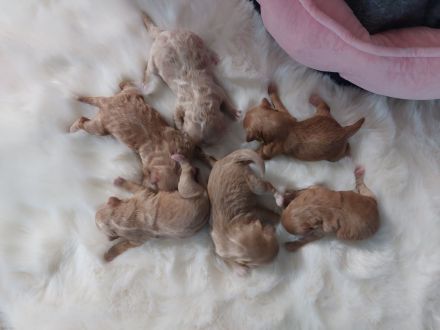 Maltipoo zum Verkäufen(Mini Malteser Mama/Pudel toy Papa)