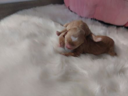 Maltipoo zum Verkäufen(Mini Malteser Mama/Pudel toy Papa)