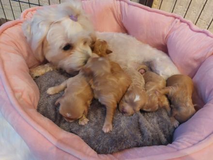 Maltipoo zum Verkäufen(Mini Malteser Mama/Pudel toy Papa)