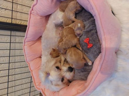 Maltipoo zum Verkäufen(Mini Malteser Mama/Pudel toy Papa)