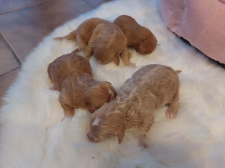 Maltipoo zum Verkäufen(Mini Malteser Mama/Pudel toy Papa)