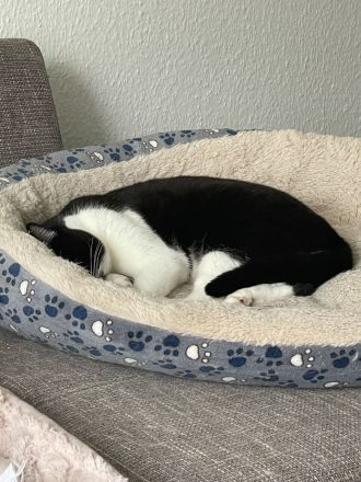 Bkh-Mixkatzen auszugsbereit DRINGEND