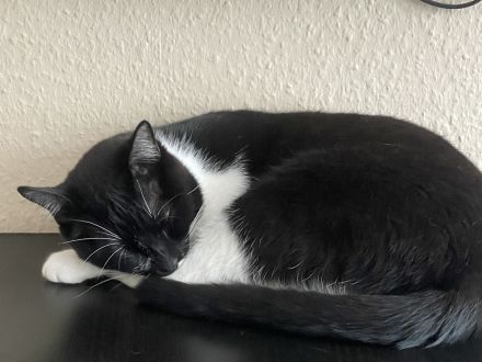 Bkh-Mixkatzen auszugsbereit DRINGEND