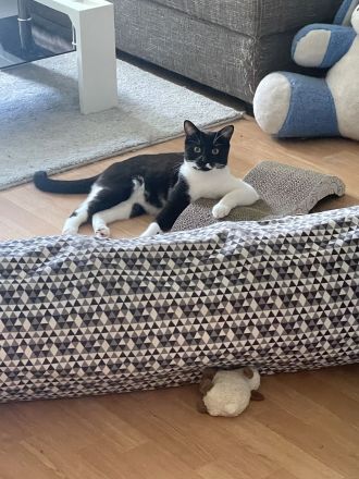 Bkh-Mixkatzen auszugsbereit DRINGEND