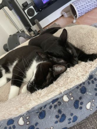 Bkh-Mixkatzen auszugsbereit DRINGEND