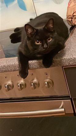 Bkh-Mixkatzen auszugsbereit DRINGEND