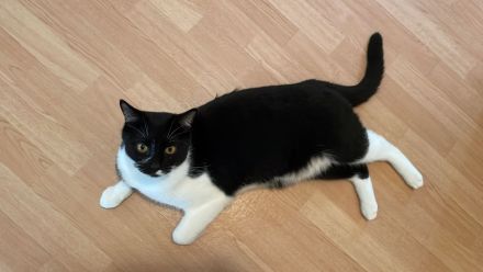 Bkh-Mixkatzen auszugsbereit DRINGEND