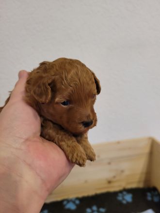 Rote Zwergpudel Welpen mit Ahnentafel zu verkaufen