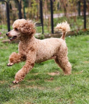 Rote Zwergpudel Welpen mit Ahnentafel zu verkaufen