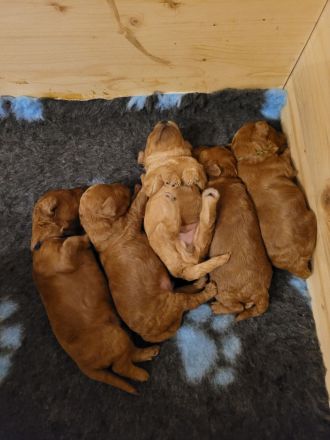 Rote Zwergpudel Welpen mit Ahnentafel zu verkaufen