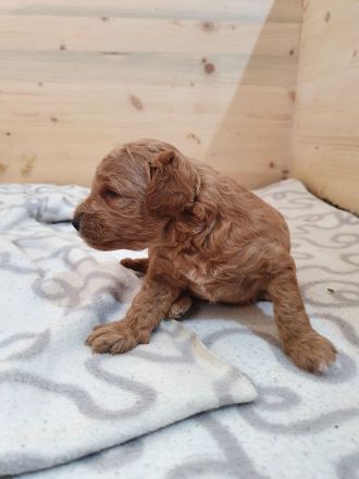 Rote Zwergpudel Welpen mit Ahnentafel zu verkaufen