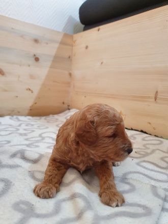 Rote Zwergpudel Welpen mit Ahnentafel zu verkaufen