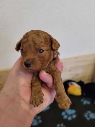 Rote Zwergpudel Welpen mit Ahnentafel zu verkaufen