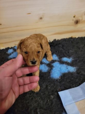 Rote Zwergpudel Welpen mit Ahnentafel zu verkaufen