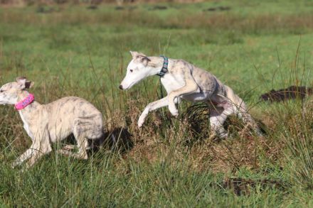 Süßer Whippet-Welpe sucht guten Platz