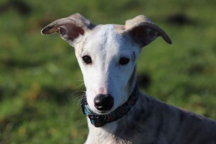 Süßer Whippet-Welpe sucht guten Platz