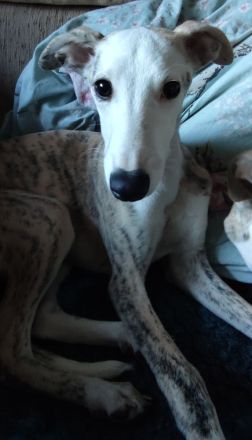 Süßer Whippet-Welpe sucht guten Platz