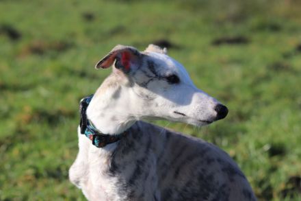 Süßer Whippet-Welpe sucht guten Platz