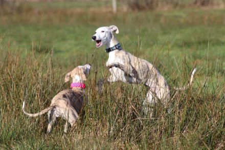 Süßer Whippet-Welpe sucht guten Platz