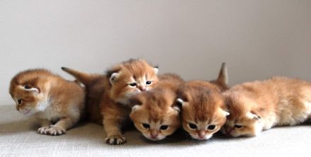 Bkh Deckkater gold ny 11 mit Stammbaum