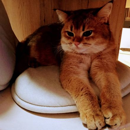 Bkh Deckkater gold ny 11 mit Stammbaum