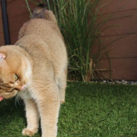 Bkh Deckkater gold ny 11 mit Stammbaum