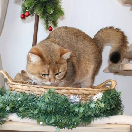 Bkh Deckkater gold ny 11 mit Stammbaum