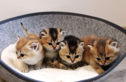 Bkh Deckkater gold ny 11 mit Stammbaum