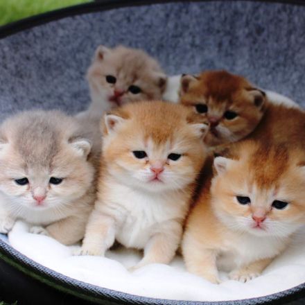 Bkh Deckkater gold ny 11 mit Stammbaum