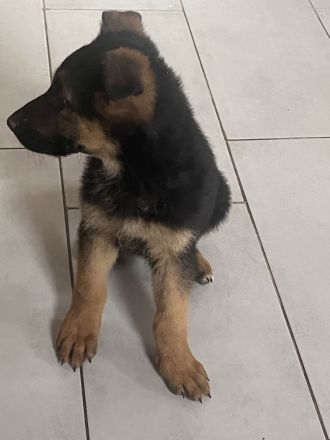 Deutsche Schäferhund Welpen