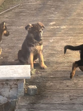 Deutsche Schäferhund Welpen