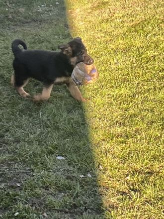 Deutsche Schäferhund Welpen