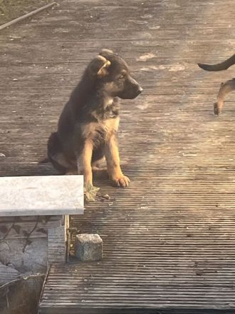 Deutsche Schäferhund Welpen