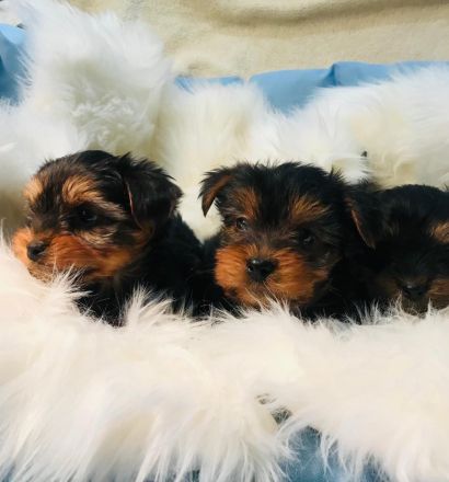 Yorkshire Terrier Welpen abzugeben