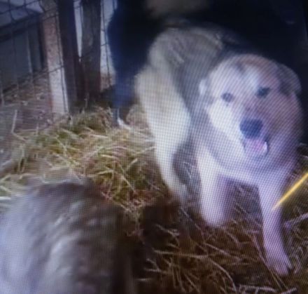 lieber,kastrierter Easy lebt im Außenzwinger in Rumänien und wir suchen ein Heim für ihn