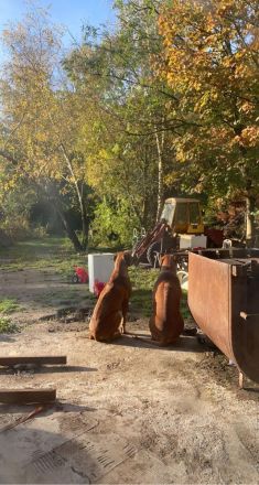 Rhodesian Ridgeback Welpen reinrassig