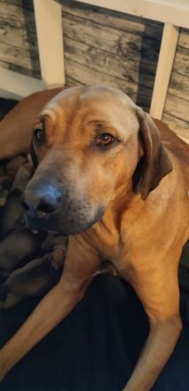 Rhodesian Ridgeback Welpen reinrassig